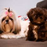 Nina e Toddy - @nina.toddy2 - Instagram
