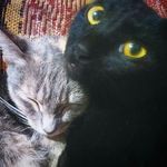 Nina, Toddynho, Catarina - @nina_toddynho_catarina - Instagram