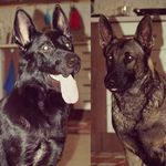 Vinson&Nina - @vinson.nina - Instagram
