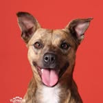 Nina - Vira Lata com Amor❤️🐕 - @ninagrigoletto - Instagram