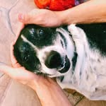 Nina 🐾 - @nina_viralata7 - Instagram