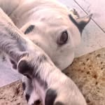 Nina - @nina_vira_dalmata - Instagram