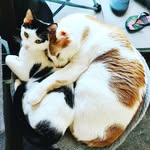 The Cow Cats - @gerry_porpeta_nina_virgo - Instagram
