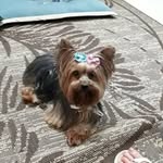 Nina Weirich🐾🐶💗 - @nina_weirich17 - Instagram