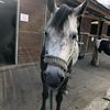 Nina Wellen - @equestrian.girl03 - TikTok
