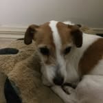 Nina Welsh - @littledog2516 - Instagram