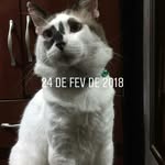 Nina & Wesley - @nina_wesley_gatos - Instagram