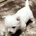 Nina West Highland White Terrier - Facebook