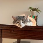 Nina Wheeler - @acatnamedlyra - Instagram