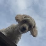 ηιηα ωнιтε🐶✨ - @nina_white_dog - Instagram