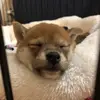 田中.あすか - @ninawhitedhaebocy - TikTok
