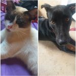 Dog Nina Cat Whyte - @pets0221 - Instagram