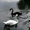 🦢 - @ninawingg - TikTok