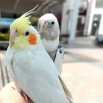 Ninfa Lovers - Lima - @ninfaloverslima - Instagram
