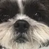 Nini Huynh - @ninihuynh - TikTok