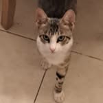 Nir Golan - @nir.golan.51 - Instagram