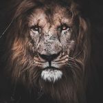 Nir Lavi - @nir.lavi.900 - Instagram
