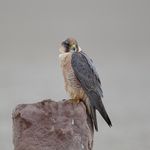 Nirav Bhatt - @nirav.bhatt.82 - Instagram