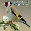 Nirmla Gupta - @nirmlagupta09 - TikTok