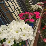 Nirupam Sinha - @niranjan.roy.75685 - Instagram