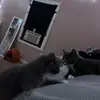 Catlover 🐈‍⬛ - @nishaallen4 - TikTok