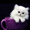 Nisha Jacob - @user43834925 - TikTok