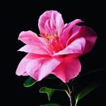 Nisha jacob - @nishajacob83 - Instagram