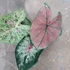 Nisha Maharaj - @floraparktt - TikTok
