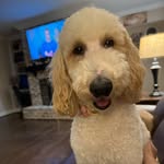 Anita Decker - @chloedoodle927 - Instagram