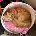 Anita Maria Rios Decker - @nitacat56 - Instagram