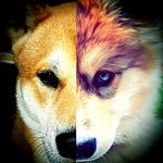 Fox&Nita - @foxandnita - Instagram
