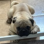 Noah Chico Bacon - @noah_opug - Instagram