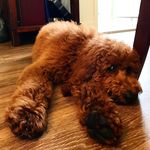 Noah Bentley - @noahbentleypoo - Instagram