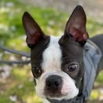 ノア - @noah_bostonterrier0901 - Instagram