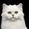 Noah Botelho - @noah.botelho6 - TikTok