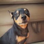 Noah - @noah_botelhodantas - Instagram