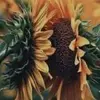 Noah123 - @noah_boudreaux - TikTok