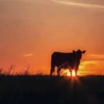 Noah Cass - @ncass993 - Instagram