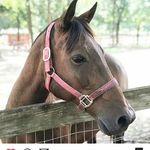 noah chamberlain - @seminolewindleathergoods - Instagram