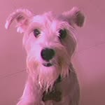Noah cordero 🐶✨ - @noahc_ordero - Instagram