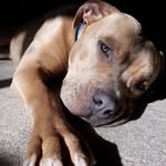 Noah Guy: Couch Potato 🥔💓 - @noah_the_rescuedog - Instagram