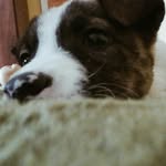 Noah🐾 - @noah.danepull - Instagram