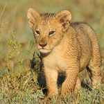 Noah Dibble Jr - @lionkid55 - Instagram