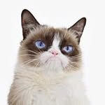 Noah Dyson - @catslifenoah - Instagram