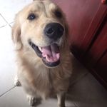 Harvey Noah Esquivel - @golden_harvey - Instagram