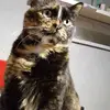 kill me - @noahfarris973 - TikTok