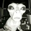 Noah the rat - @noah.farris8 - TikTok