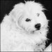 Noah Ferrante - Facebook
