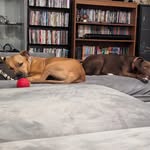 Noah & Finley - @noah_finley_walks - Instagram