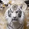 Fleming Noah - @fleming.noah - TikTok